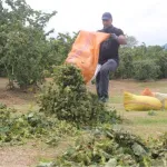 Yeşil altında hasat başladı! Kilogram fiyatı açıklandı