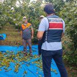 Kocaeli Jandarması Kandıra’da Fındık Tarlalarında Gece Gündüz Devriyede