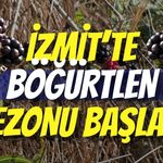 İZMİT’TE DOĞAL ŞİFA DEPOSU: BÖĞÜRTLEN SEZONU BAŞLADI