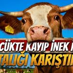 Gölcük’te Kayıp İnek İlanı Ortalığı Karıştırdı