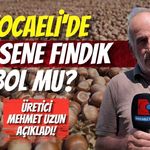 Kocaeli'de Bu Sene Fındık Bol Mu? Üretici Mehmet Uzun Açıkladı