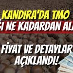 Kandıra’da TMO Fındığı Ne Kadardan Alacak? Fiyat ve Detaylar Açıklandı