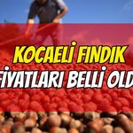Kocaeli Fındık Fiyatları Belli Oldu! İşte 6 Ağustos Güncel Rakamlar