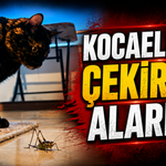 Kocaeli'de Çekirge Alarmına Açıklık Geldi