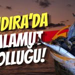 Kandıra’da Palamut Bolluğu