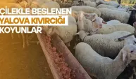 Çilekle Beslenen Koyunlar: Yalova Kıvırcığı