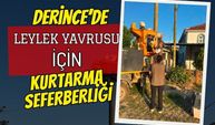 Derince’de leylek yavruları için kurtarma lojistiği: 4 yavru korumaya alındı!