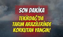 Tekirdağ'da tarım arazilerinde feci yangın: 700 dönüm alan ve 20 konteyner kül oldu!