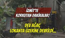 İzmit’te Korkutan Dakikalar: Dev Ağacın Dalları Lokantanın Çatısına Devrildi!