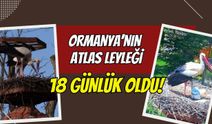 Kocaeli Ormanya’da Yapay Zekalı Leylek Mesaisi: Yavru "Atlas" 18 Günlük Oldu