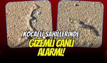 Kocaeli Sahillerinde Gizemli Canlı Alarmı! Şeffaf ve Yılan Benzeri Yaratık Görenleri Şoka Uğrattı
