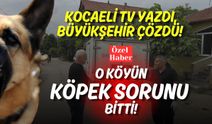 Kocaeli TV Yazdı, Büyükşehir Çözdü: O Köyün Sokak Köpeği Sorunu Bitti!