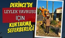 Derince’de leylek yavruları için kurtarma lojistiği: 4 yavru korumaya alındı!