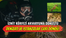 İzmit Körfezi Akvaryuma Dönüştü: Denizatı ve Istakozlar Geri Döndü!