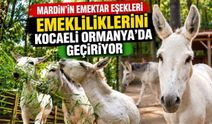 Mardin’in Emektar Eşekleri Emekliliklerini Kocaeli Ormanya’da Geçiriyor