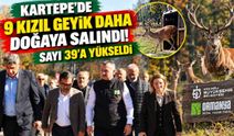 Kartepe'de 9 kızıl geyik daha doğaya salındı! Sayı 39'a yükseldi