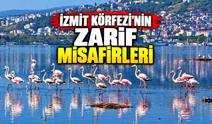 İzmit Körfezi'nin zarif misafirleri