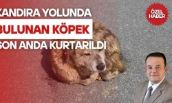 Kandıra Yolunda Bulunan Köpek, Son Anda Kurtarıldı