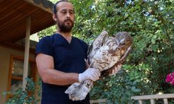Antalya Doğal Yaşam Parkı’nda tedavi edilen Yılan Kartalı doğaya salındı