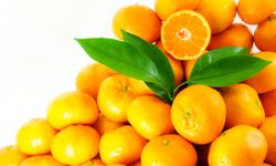 Satsuma mandalinanın ihracat yolculuğu 17 Ekim’de başlıyor