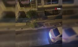 Bahçelievler’de başıboş pitbull  Sahibini kolundan ısırdı,