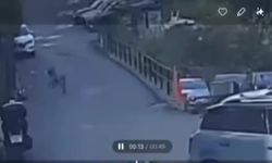 Sarıyer’de sokak köpeğini ezen sürücü kaçtı