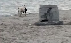 Büyükçekmece’de şaşırtan kovalamaca: Köpek çantayı kaptı, kadın peşinden koştu