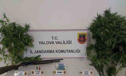 Ormanlık alanda uyuşturucu yetiştiren 2 şüpheli yakalandı