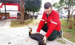 Örnek davranış ! sokak hayvanlarına şefkat eli