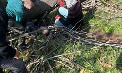 Sakarya’da feci olay: Ağaç keserken altında kalan Kazım İçköprü hayatını kaybetti