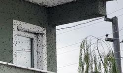 Sakarya’da kahverengi kokarca alarmı: Binaları sardılar, tarımı tehdit ediyorlar