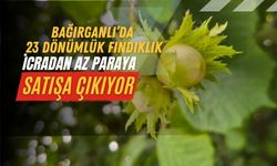 Kandıra Bağırganlı’da 23 dönümlük fındıklık icradan satışa çıkarıldı