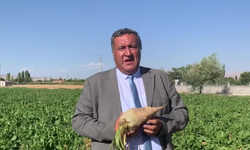 Şeker pancarı fiyatından çiftçi mutsuz