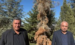 Yangınlardan sonra yeni tehdit: Toroslar’daki ağaçlar sessizce kuruyor