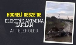 Gebze’de Kaçak Elektrik Hattı Faciası: İki At Akıma Kapıldı, Biri Telef Oldu