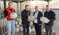 Atıl Araziye Üretim Geldi: 4 Dönümden 8 Ton Bal Kabağı