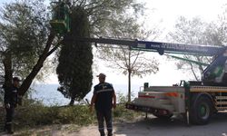 Kartepe’de sokaklar daha güvenli hale geliyor: Ağaçlara özel bakım çalışması