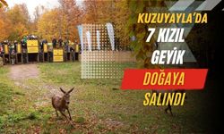 Kocaeli Büyükşehir’den Doğaya 7 Yeni Kızıl Geyik Daha: Samanlı Dağları’nda Popülasyon Güçleniyor