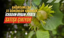 Kandıra Bağırganlı’da 23 dönümlük fındıklık icradan satışa çıkarıldı