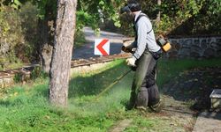 Yazın en kolay yetişen ağaç hangisi?