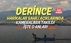 Derince Harikalar Sahili Açıklarında Kameralara Takıldı: İşte O Anlar!