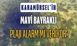 Kocaeli Karamürsel Mavi Bayraklı Plajda Kirlilik Alarmı