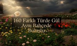 Başiskele 15 Bin Gülün Açtığı Bahçe Renk Cümbüşüne Büründü!