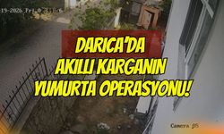 Darıca’da Akıllı Karganın Yumurta Operasyonu: Önce Etrafı Süzdü, Sonra Gagasıyla Kapıp Uçtu!