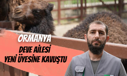 Ormanya Deve Ailesi Yeni Üyesine Kavuştu
