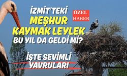 İzmit'teki Meşhur Kaymak Leylek Bu Yıl da Geldi Mi? İşte Sevimli Yavruları