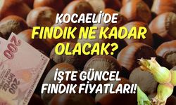 Kocaeli'de ​Bu Sene Fındık Ne Kadar Olacak? İşte Güncel Fındık Fiyatları