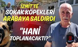 İzmit’te Sokak Köpekleri Arabaya Saldırdı: "Hani Toplanacaktı?"