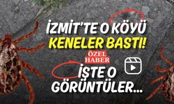 İzmit’te O Köyü Keneler Bastı! İşte O Görüntüler...