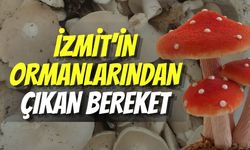 İzmit’in Ormanlarından Çıkan Bereket